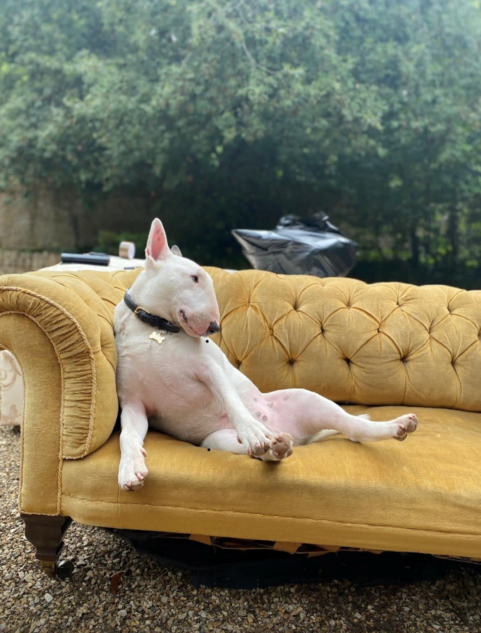 Of Dogs and Divorce